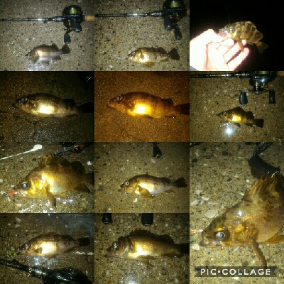 雨中のメバルポンポン